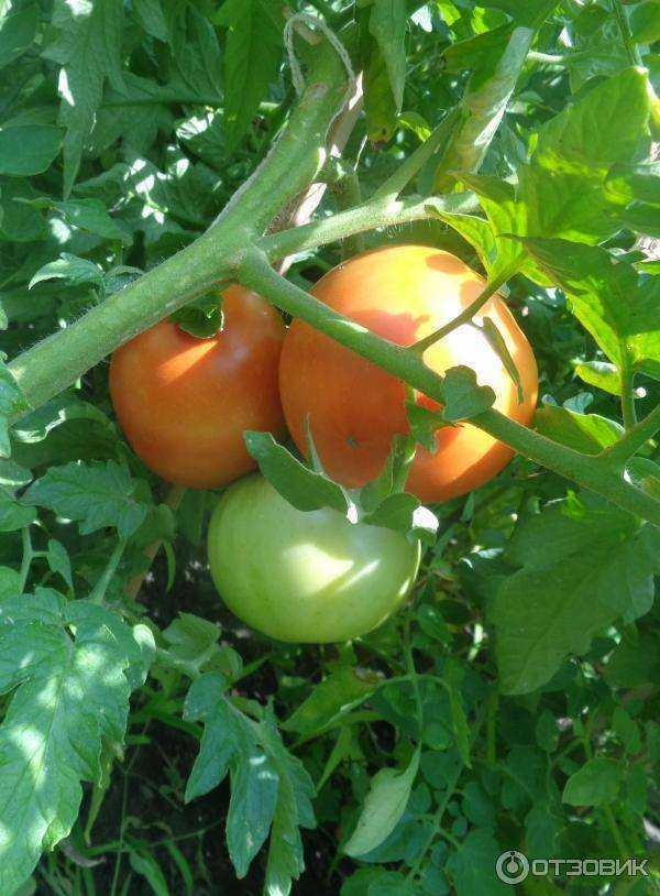 Знаменитый томат белый налив: характеристика и описание сорта