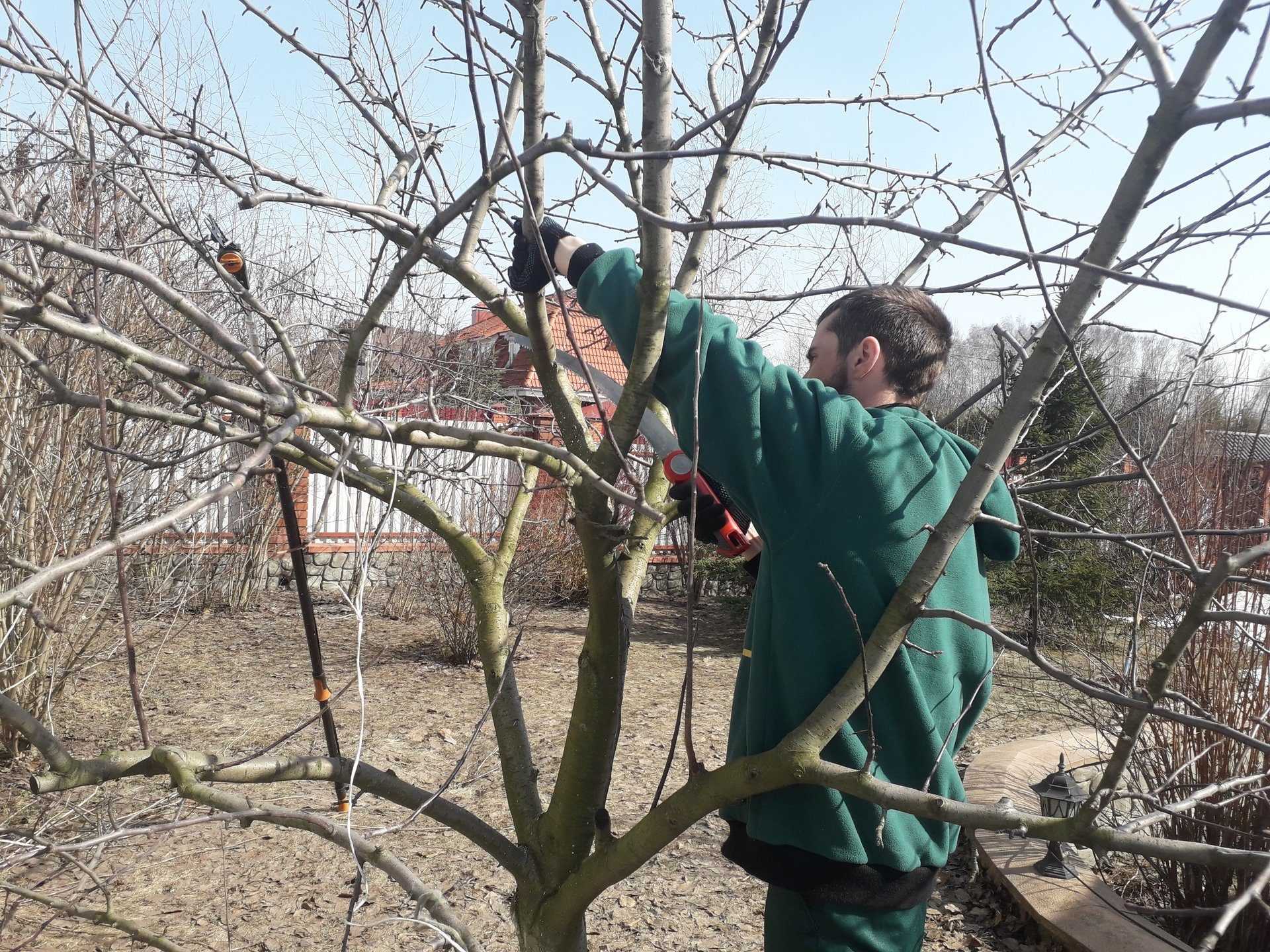 Специалист по обрезке плодовых деревьев