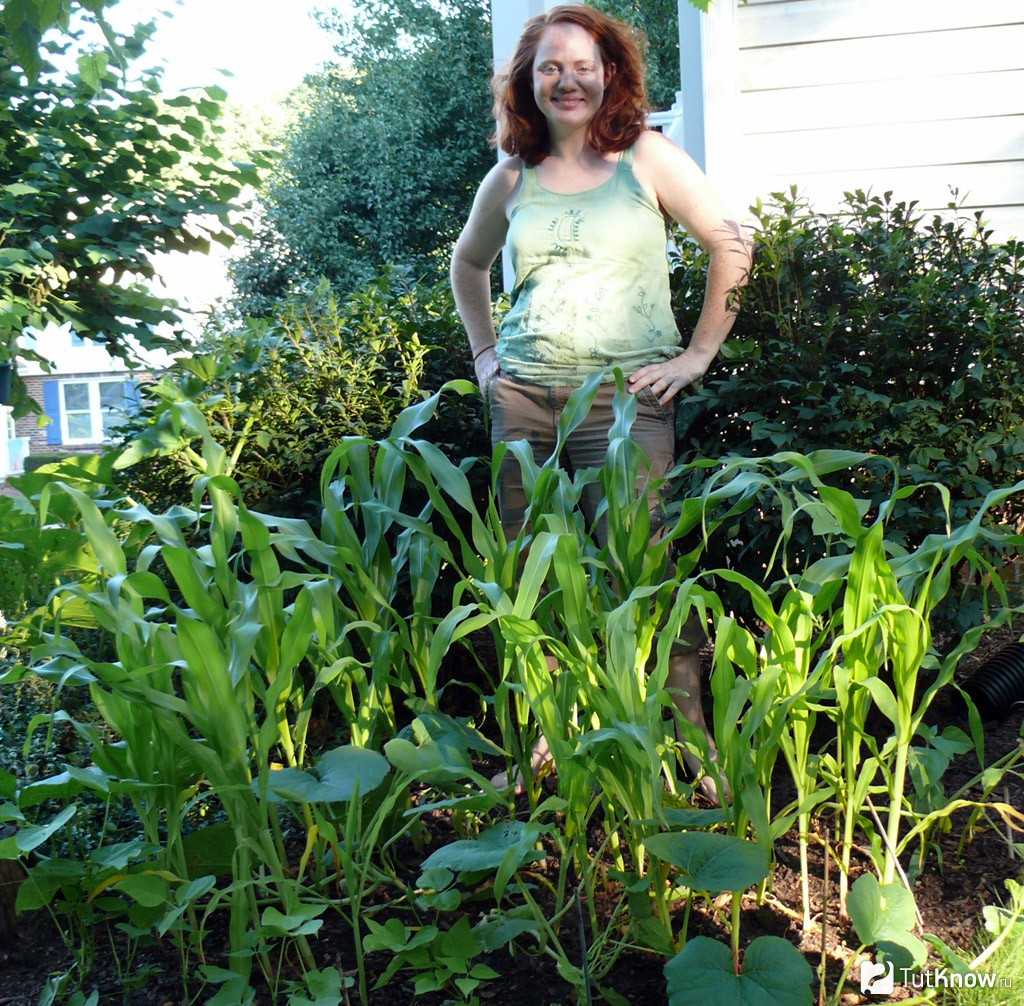 Как посадить кукурузу в огороде. Кукуруза в огороде. Кукуруза на даче. Вырастить кукурузу на даче в открытом грунте. Посадка кукурузы на даче.