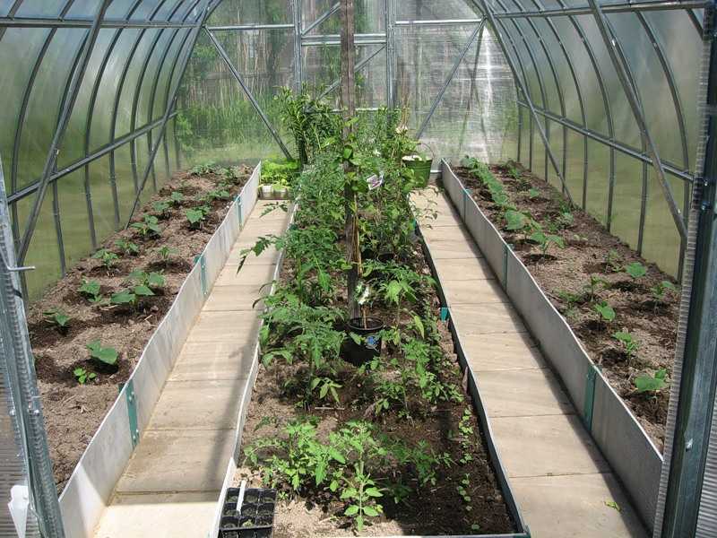 Совместимость овощных культур при посадке в теплице