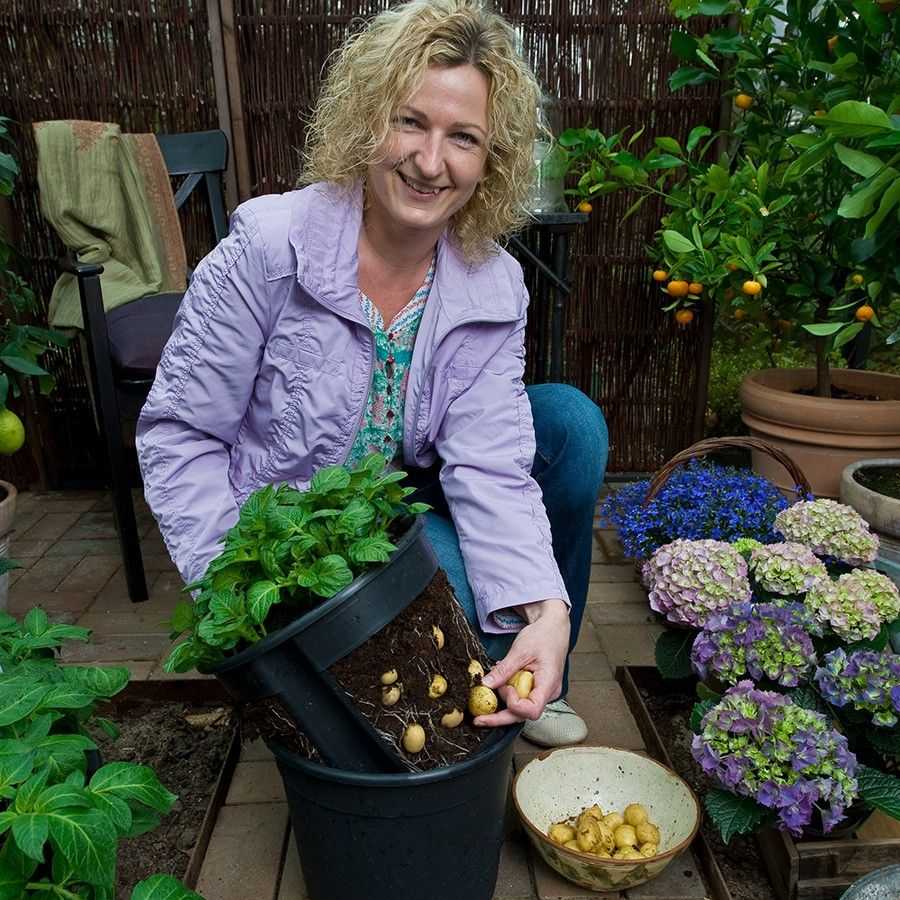 Как собрать ведро картофеля с одного куста: пошаговая инструкция по выращиванию урожая в ящиках и коробах без дна