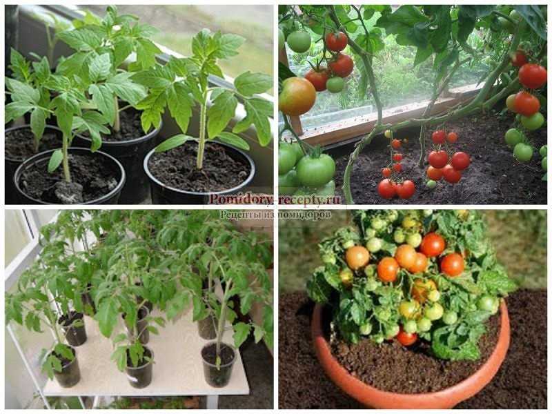 Рассада помидор: выращивание в домашних условиях