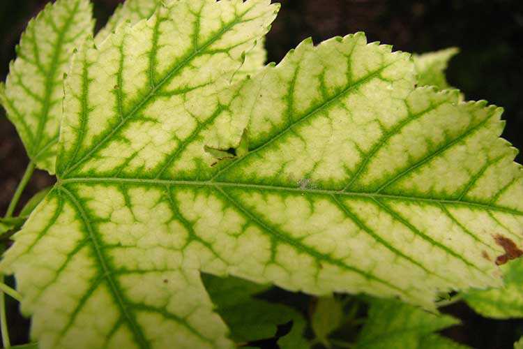 Груша: все болезни листьев и способы их лечения. чем обрабатывать грушу от болезней: химией или натуральными средствами