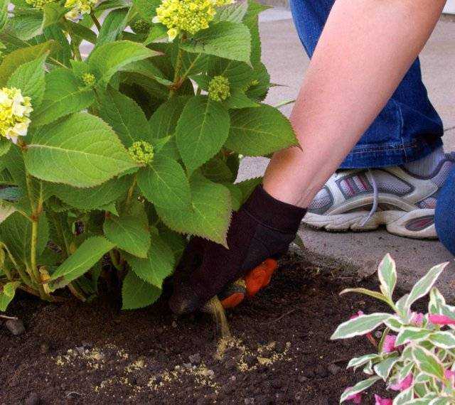 Чем подкормить садовую гортензию весной, летом и в осеннюю пору?