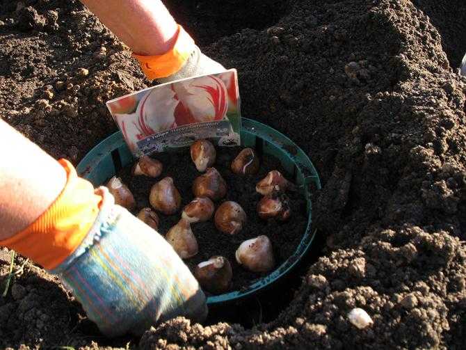 Тюльпаны: когда сажать луковицы осенью в грунт?