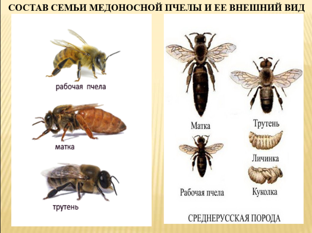 Роение пчёл. естественный природный процесс или проблема пчеловода?
