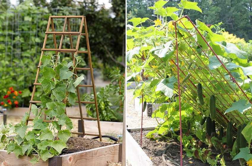Як виростити смачні огірки - розкриваємо секрети досвідчених городників
