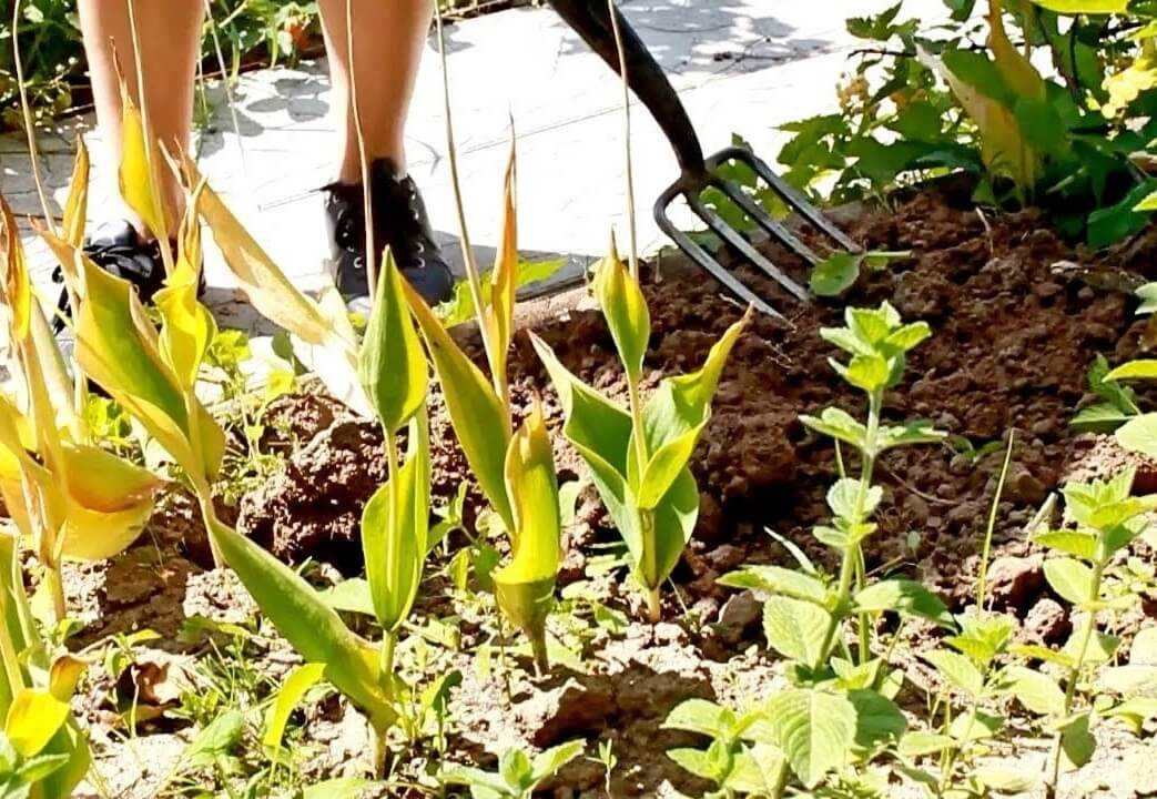 Когда выкапывать луковицы тюльпанов после цветения