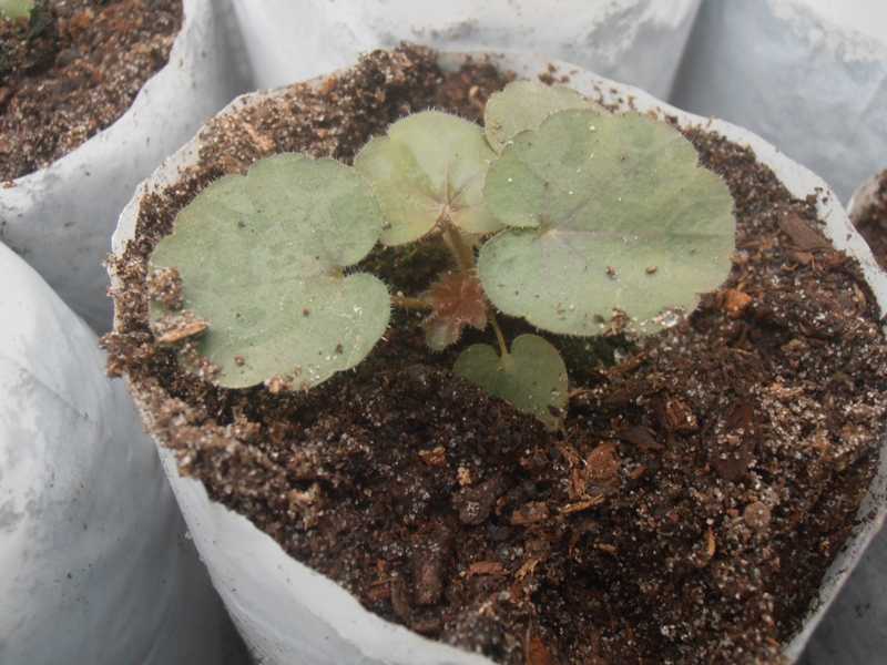 Цветок гейхера выращивание из семян посадка и уход в открытом грунте