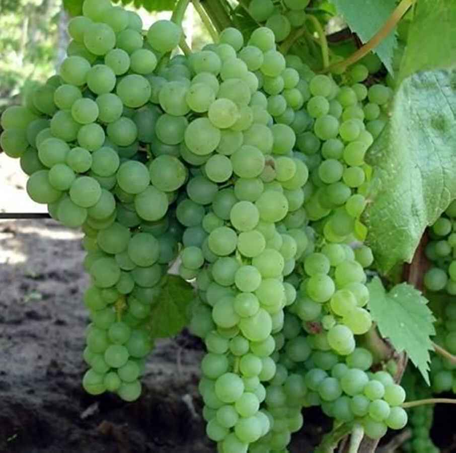 Виноград лидия: описание сорта, фото, посадка, уход и отзывы