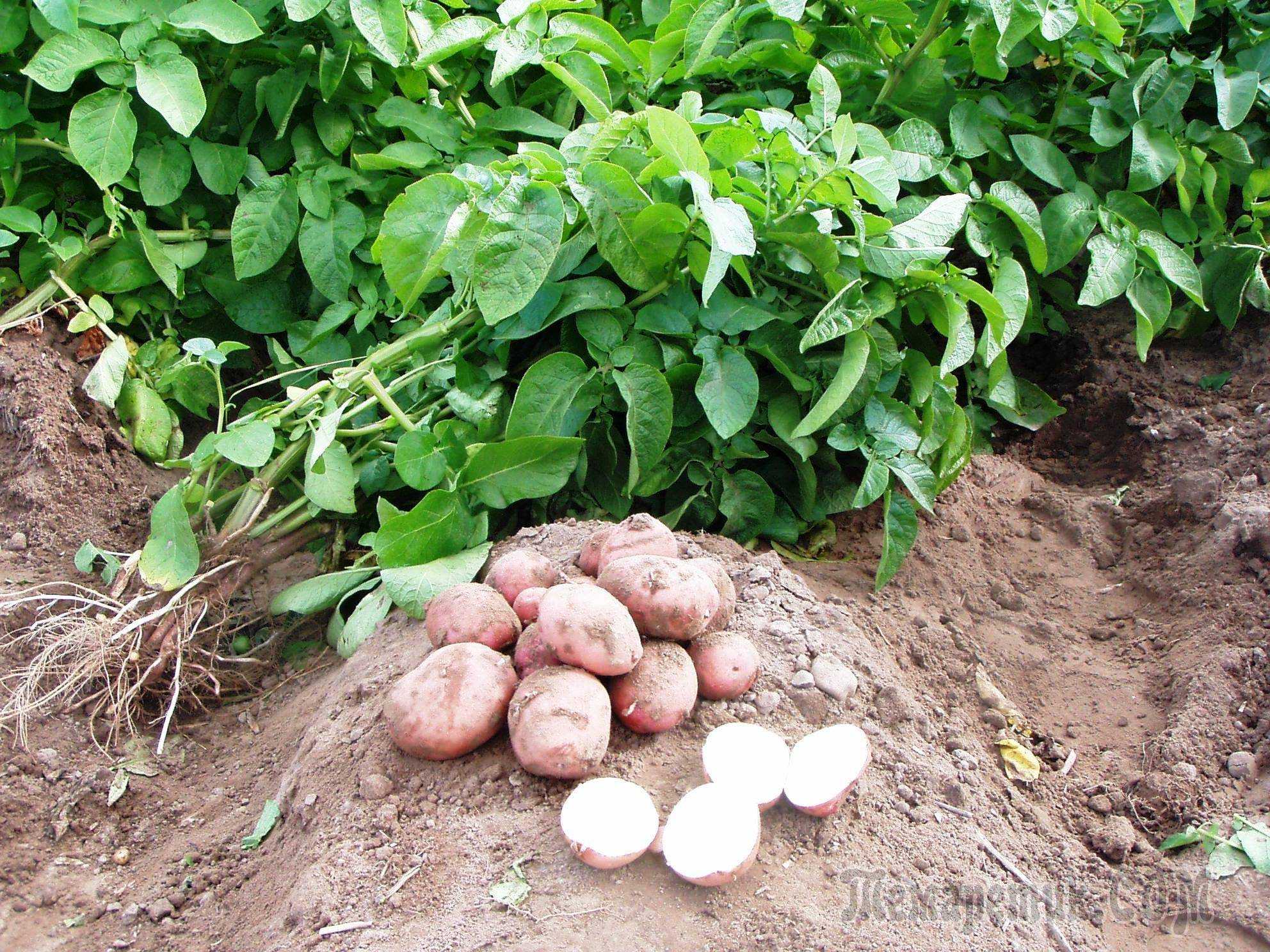 Сидераты для картофеля: какие лучше посеять осенью, какой эффект ожидается