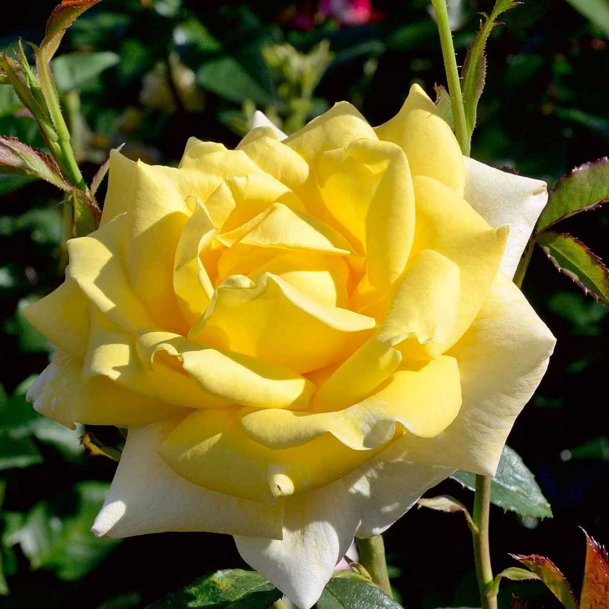 О розе Kordes brilliant: описание и характеристики сорта чайно гибридной розы