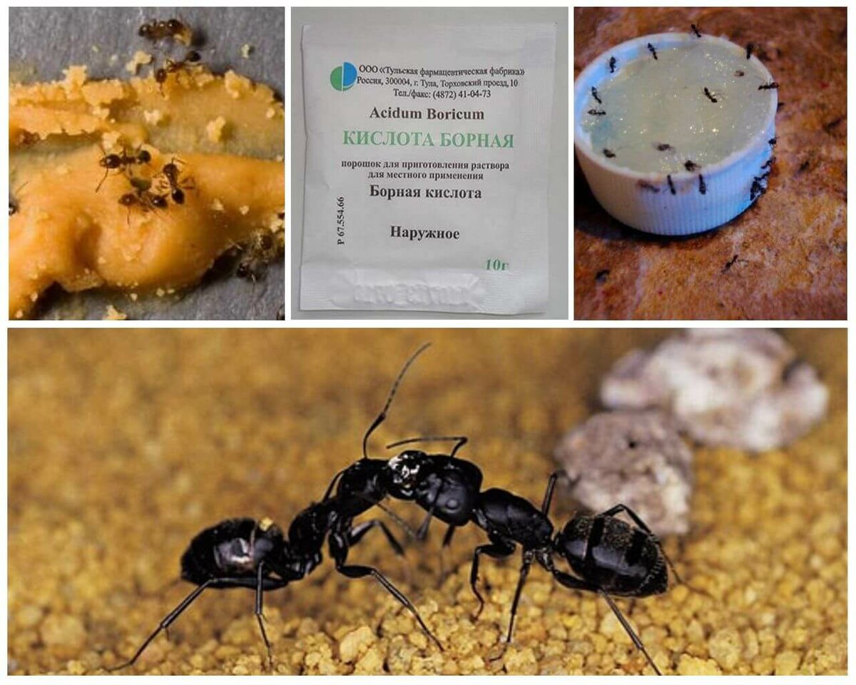Как вывести муравьев с помощью борной кислоты