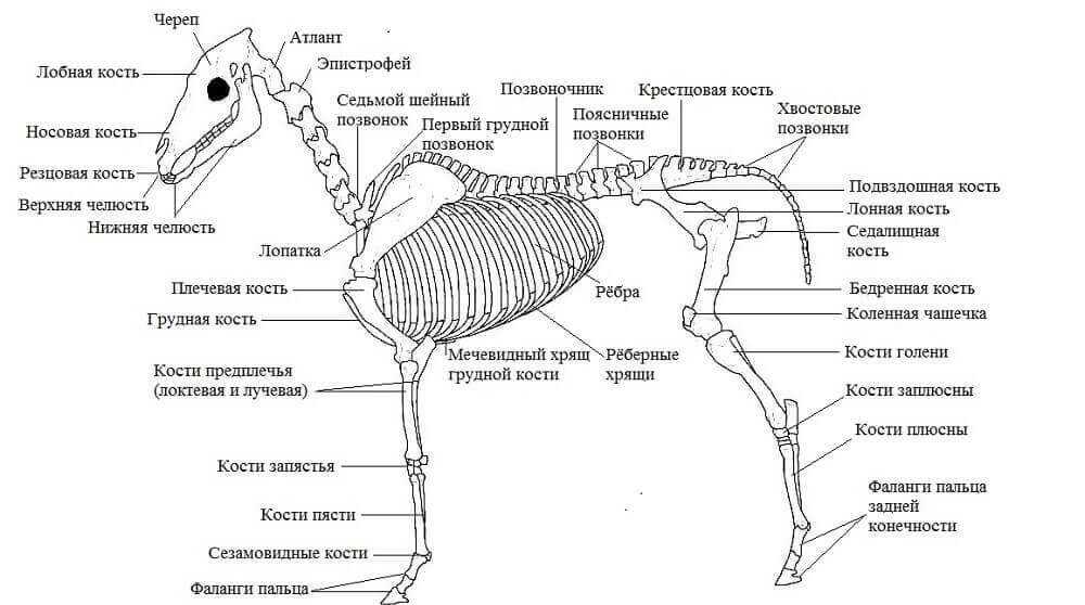 Как приручить лошадь в реальной жизни