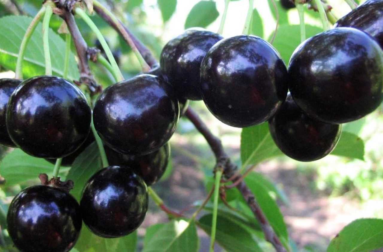 Сливово-вишневые гибриды (свг) – описание, сорта, агротехника выращивания