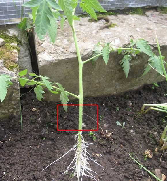 Корневая система огурцов и помидоров фото