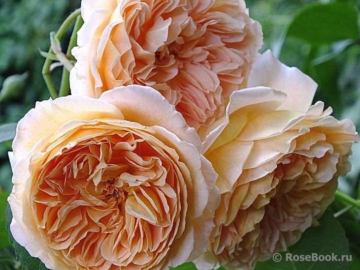 Роза английская принцесса маргарет фото и описание
