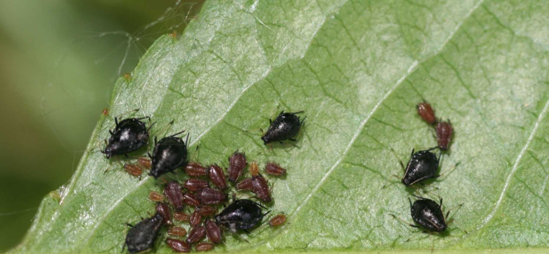 Черные муравьи на яблоне: как бороться с их нашествием?