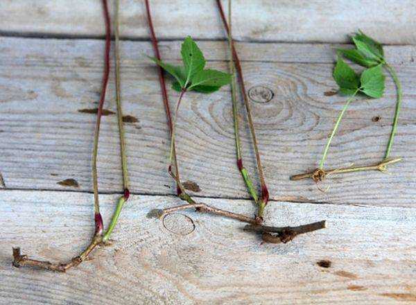Ежевика без шипов: как правильно посадить и вырастить, особенности ухода