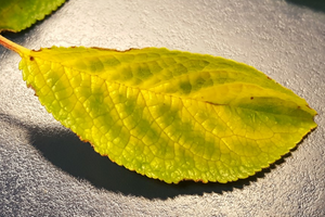 Болезни лилейника (14 фото): что делать, если желтеют листья? борьба с причинами. почему кончики листьев сохнут летом?