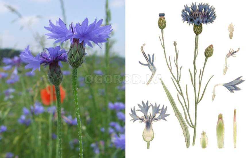 Василек (centaurea): описание и виды цветка на фото