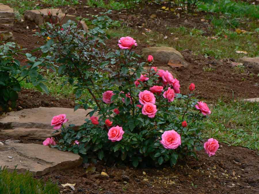 Пионовидная роза: сорта, фото