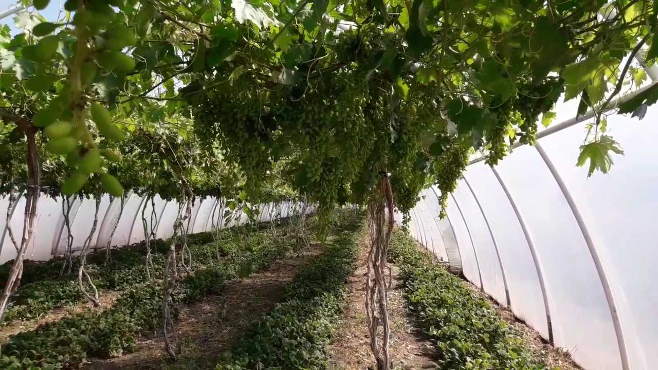 Выращивание винограда в теплице: особенности, посадка  уход