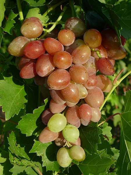 Описание сорта винограда тасон, основные характеристики и сравнение с другими сортами