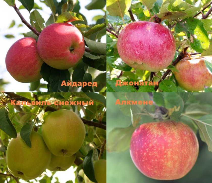 Лучшие сорта яблонь | фото | описание | отзывы