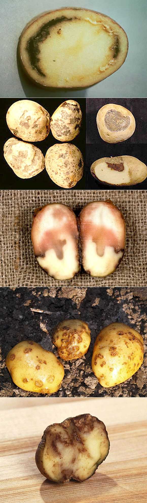 Питиозная гниль картофеля