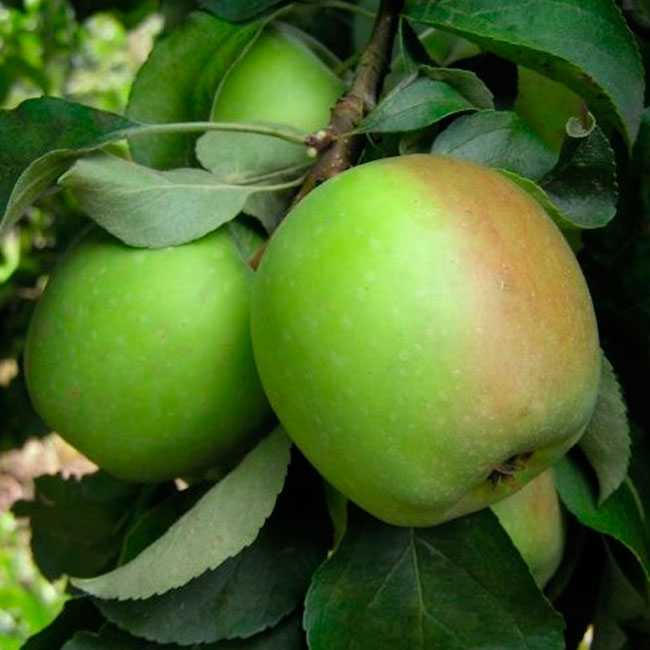 Ботаническое описание и агротехника выращивания яблони сорта пепин шафранный