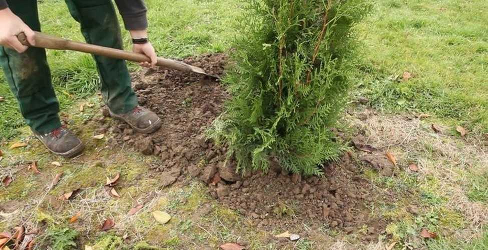 Как посадить тую в открытый грунт весной: правила высадки и технология выращивания