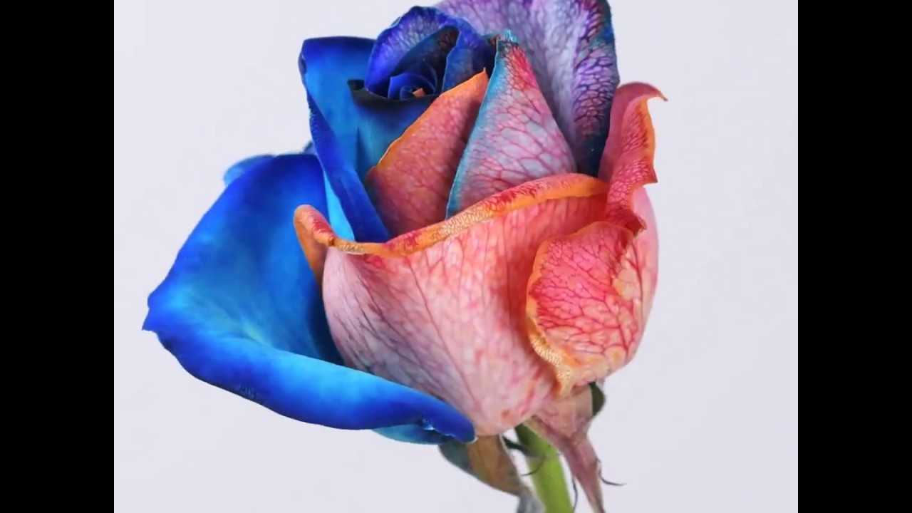 Радужная роза: как придать необычную окраску королеве сада