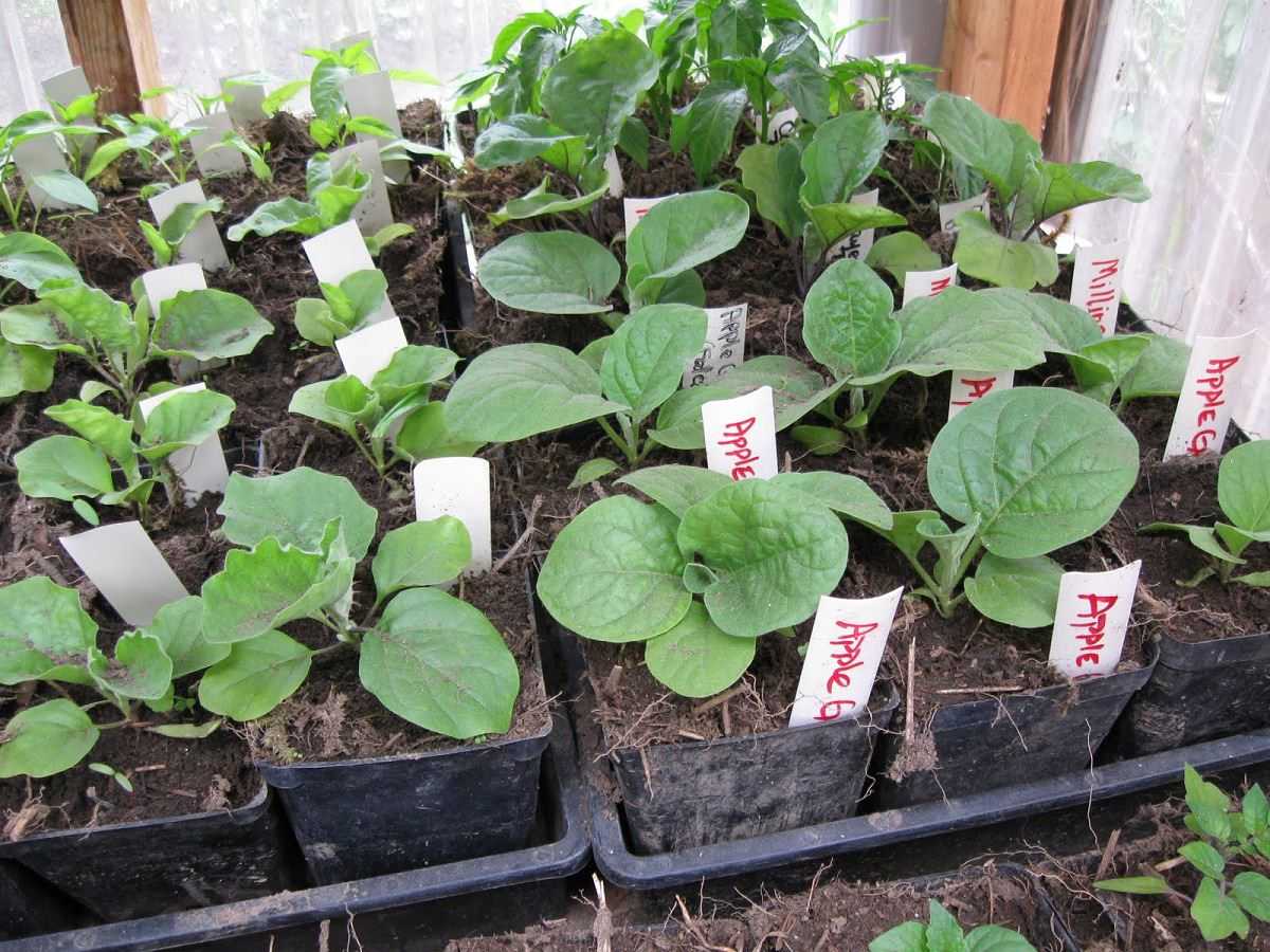 О рассаде баклажанов: выращивание и уход в домашних условиях и открытом грунте