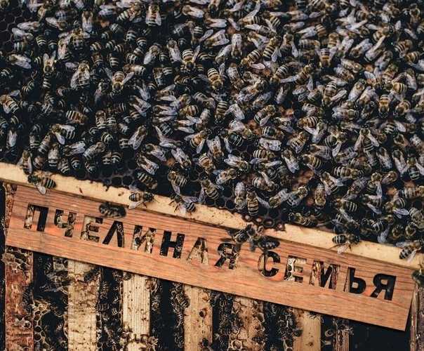 Способы размножения пчел: естественным и искусственным путем