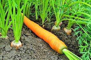 Полив моркови: как часто можно увлажнять в открытом грунте, после посадки и всходов, нужно ли это в дождь, сколько воды надо овощу в жару летом, например, в июле?