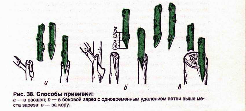 Как обрезать старую грушу весной для начинающих схемы с подробным описанием