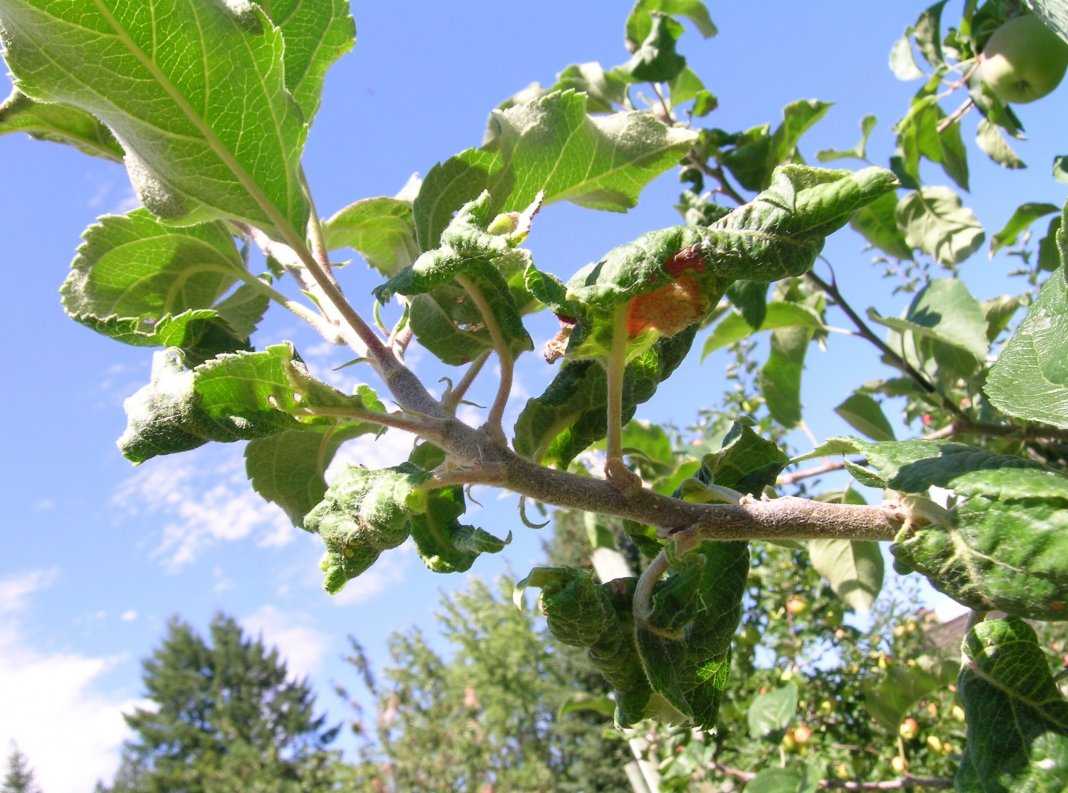 Что делать, если на листьях яблони и груши появились пятна