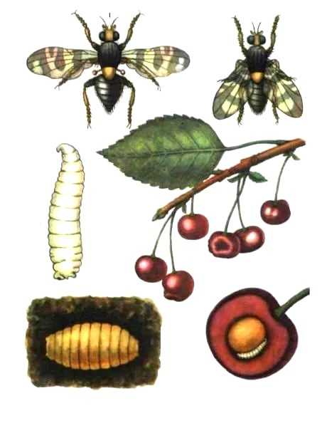 Вишневая муха: описание, методы борьбы и рекомендации