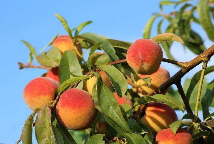 Основные отличия персика и нектарина