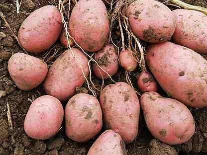 Настоящий, белорусский картофель «лилея»: описание сорта и тактика ухода
