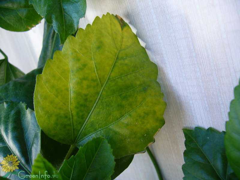 У гибискуса желтеют и опадают листья: причины, что делать