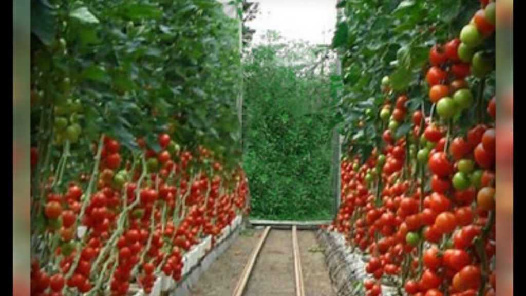 Что делать если помидоры в теплице подгорели, как спасти рассаду, почему горят томаты. помидоры сгорели в теплице — что делать помидоры сгорели на солнце что делать