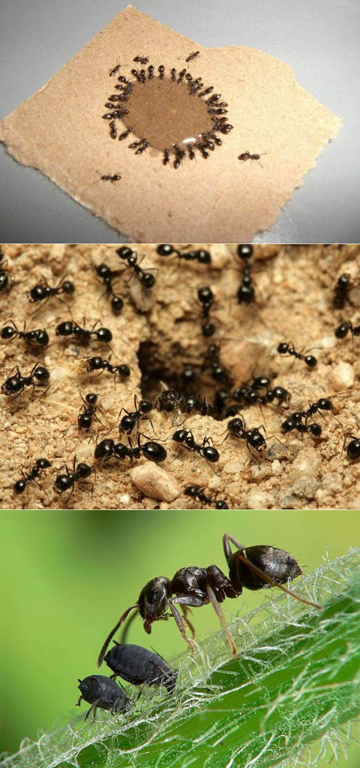 Садовые муравьи народные средства. Муравьи вредители. Садовые муравьи. Средство от муравьёв в огороде. Муравьи в огороде.