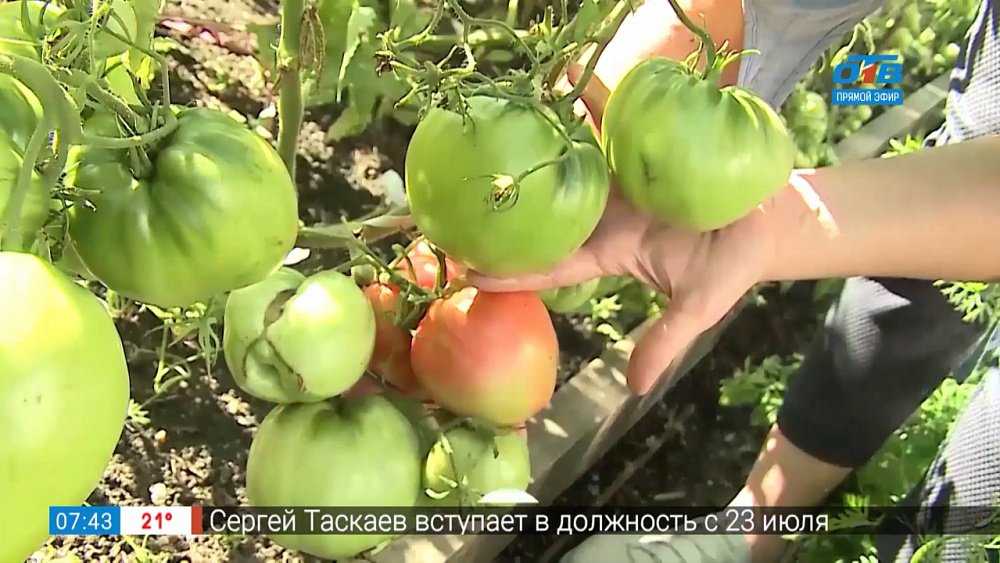 Посев томатов на рассаду в 2020 году на урале по лунному календарю