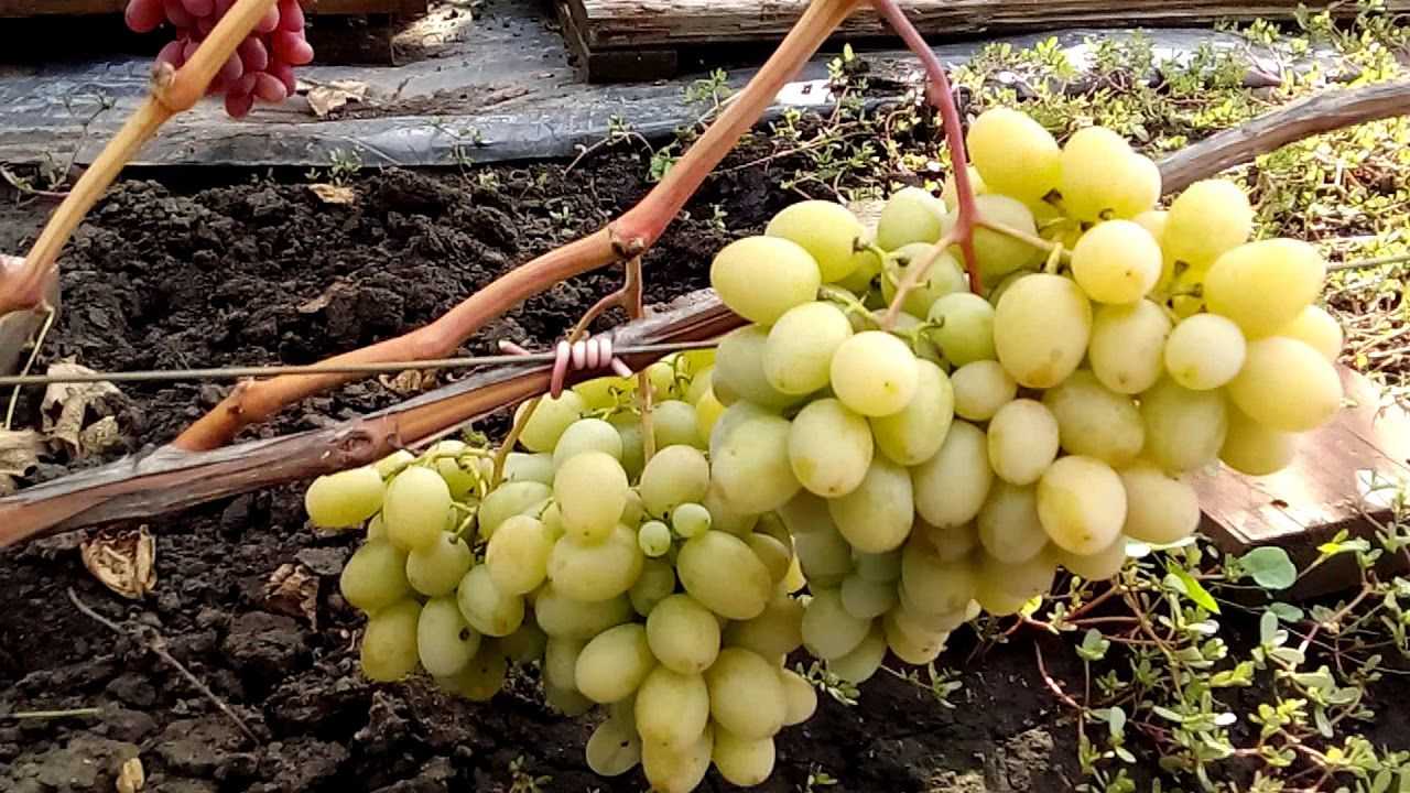 Сорт винограда аметистовый: описание и выращивание