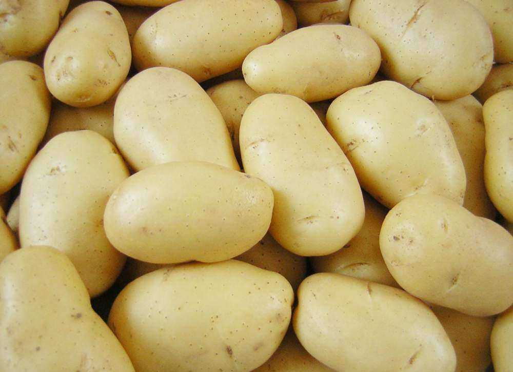 Урожай с шотландских гор — описание и характеристики сорта картофеля «повелитель просторов»