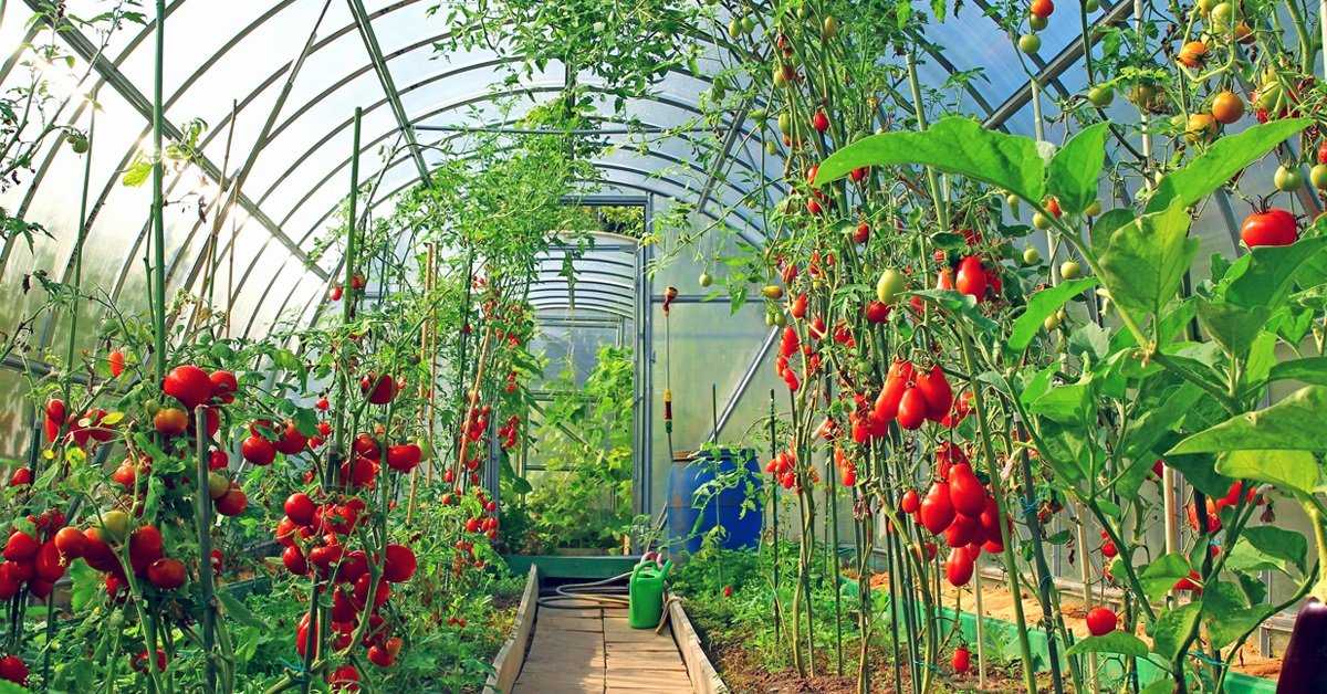 Если томаты обожгло солнцем. что делать если помидоры в теплице подгорели, как спасти рассаду, почему горят томаты