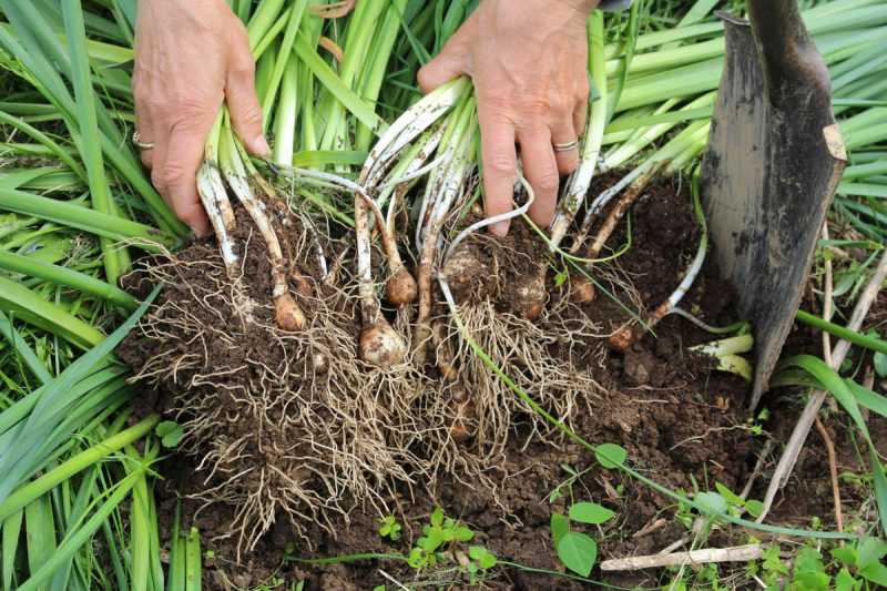 Когда выкапывать нарциссы после цветения? как выкопать луковицы для пересадки в открытом грунте? как хранить их до посадки осенью?