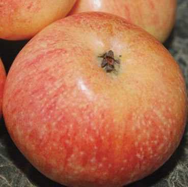 Пепин шафранный яблоня